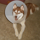 Illustration for article titled Dog Two is an idiot savant